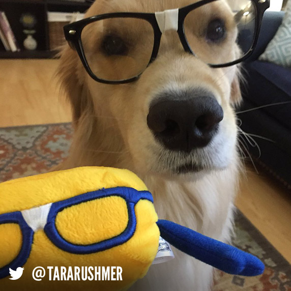 A dog name Murphy wears black glasses and sits in front of a Curdis plush toy.