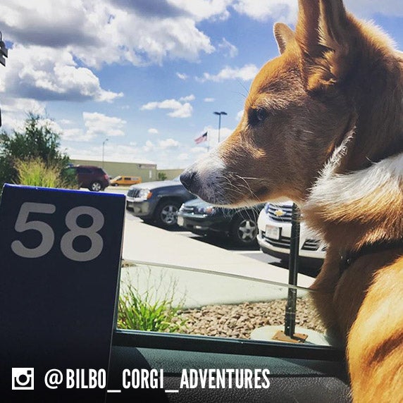 A dog name Bilbo stares out of a car window and a Culver's to-go tag sits next to him.