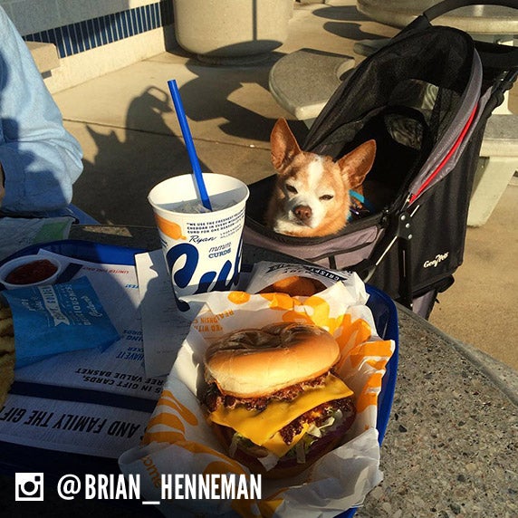 A dog name Rocco sits in a stroller and looks at a Culver's cup and a Culver's Deluxe. 