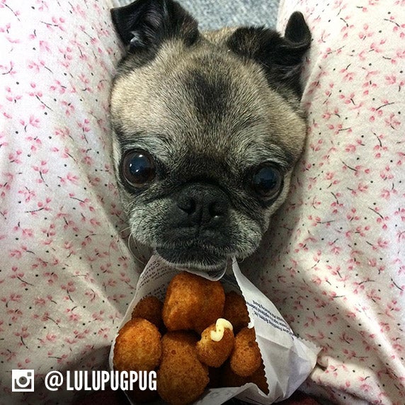 A dog name Lulu looks at a bag of Cheese Curds.