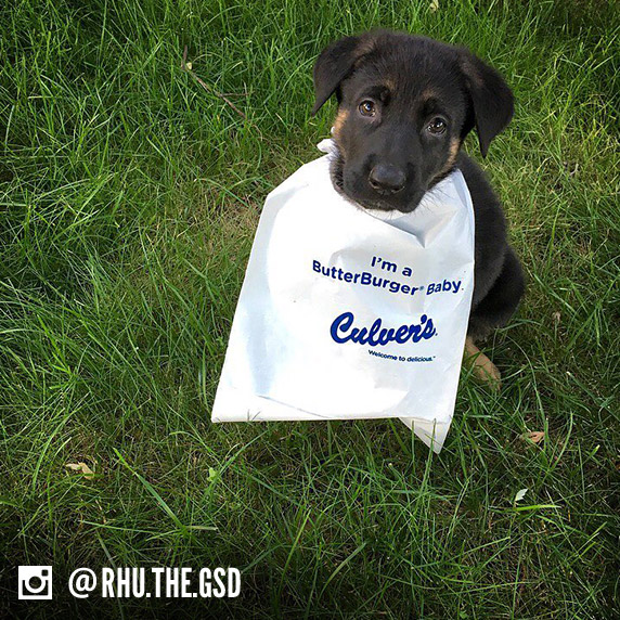 A dog name Ruby Rhu sits in a field of grass and wears a "I'm a ButterBurger Baby" bib.