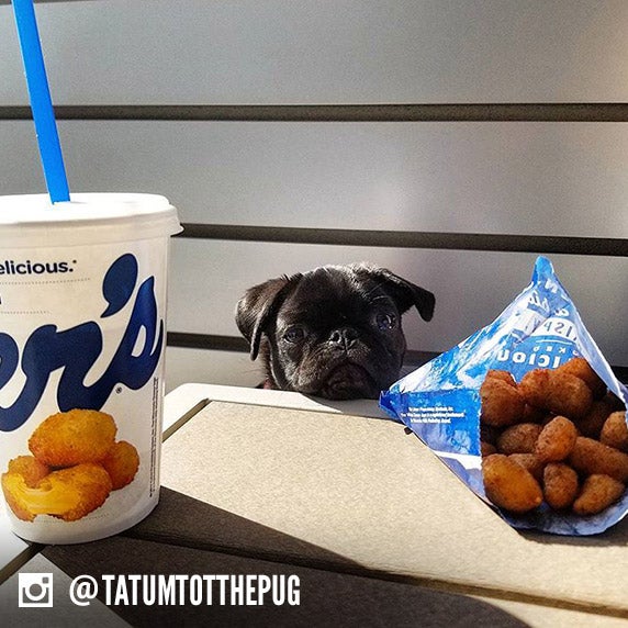 A dog name Tatum sits between a Culver's cup and a bag of Cheese Curds.