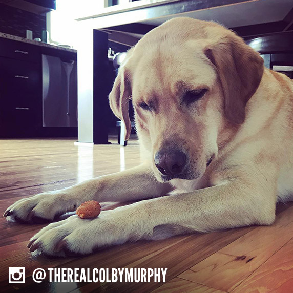 A dog name Colby Paul sits on the ground and stares at a Cheese Curd on his paw.