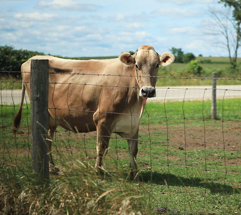 Brown cow in a pasture.