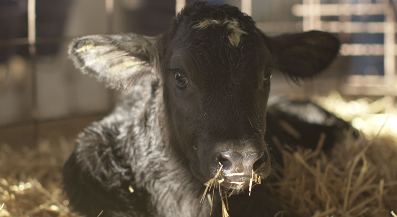 A Calf at the Mathes Dairy Farm in Wisconsin