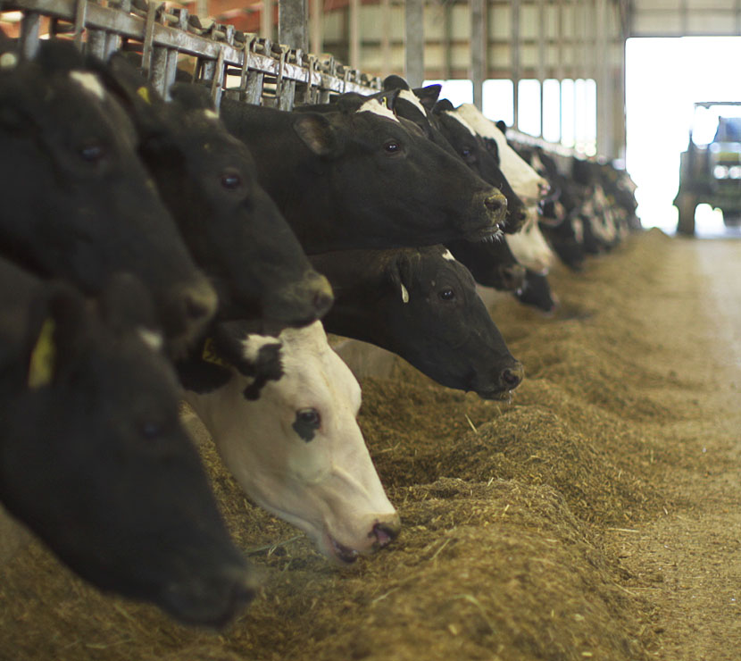Dairy cows eating Brad's custom feed blend.