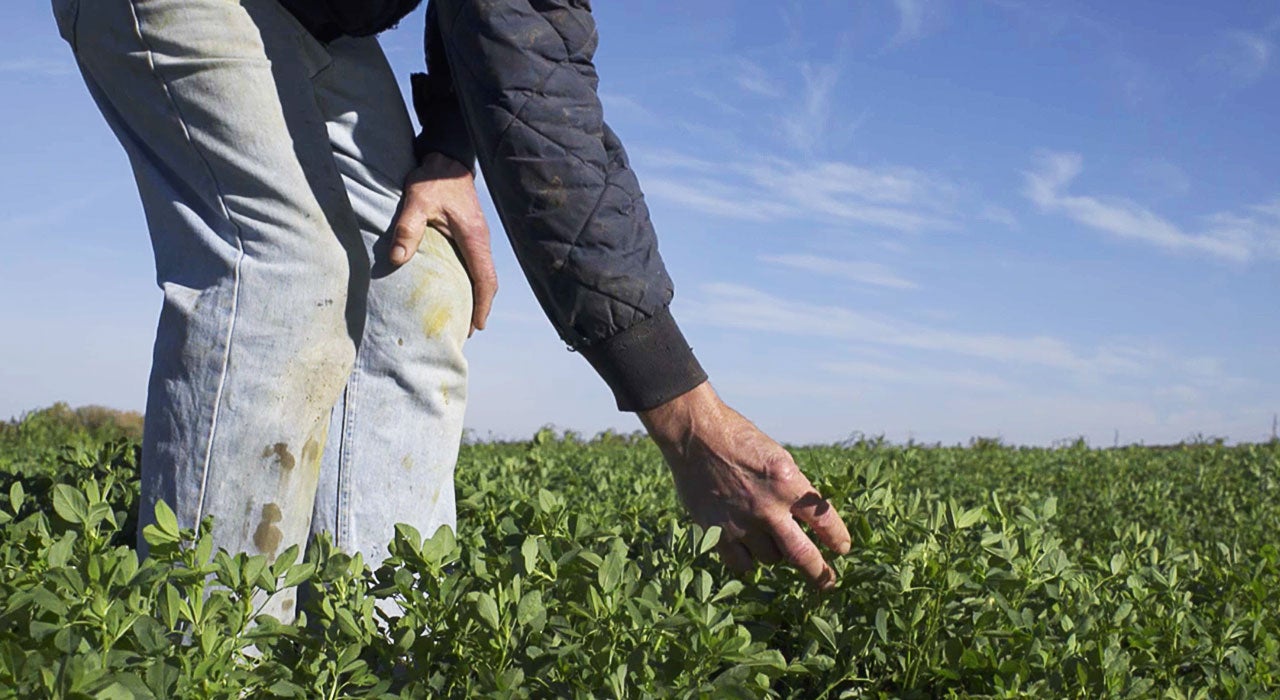 Mathes Dairy Farm checking on crops.