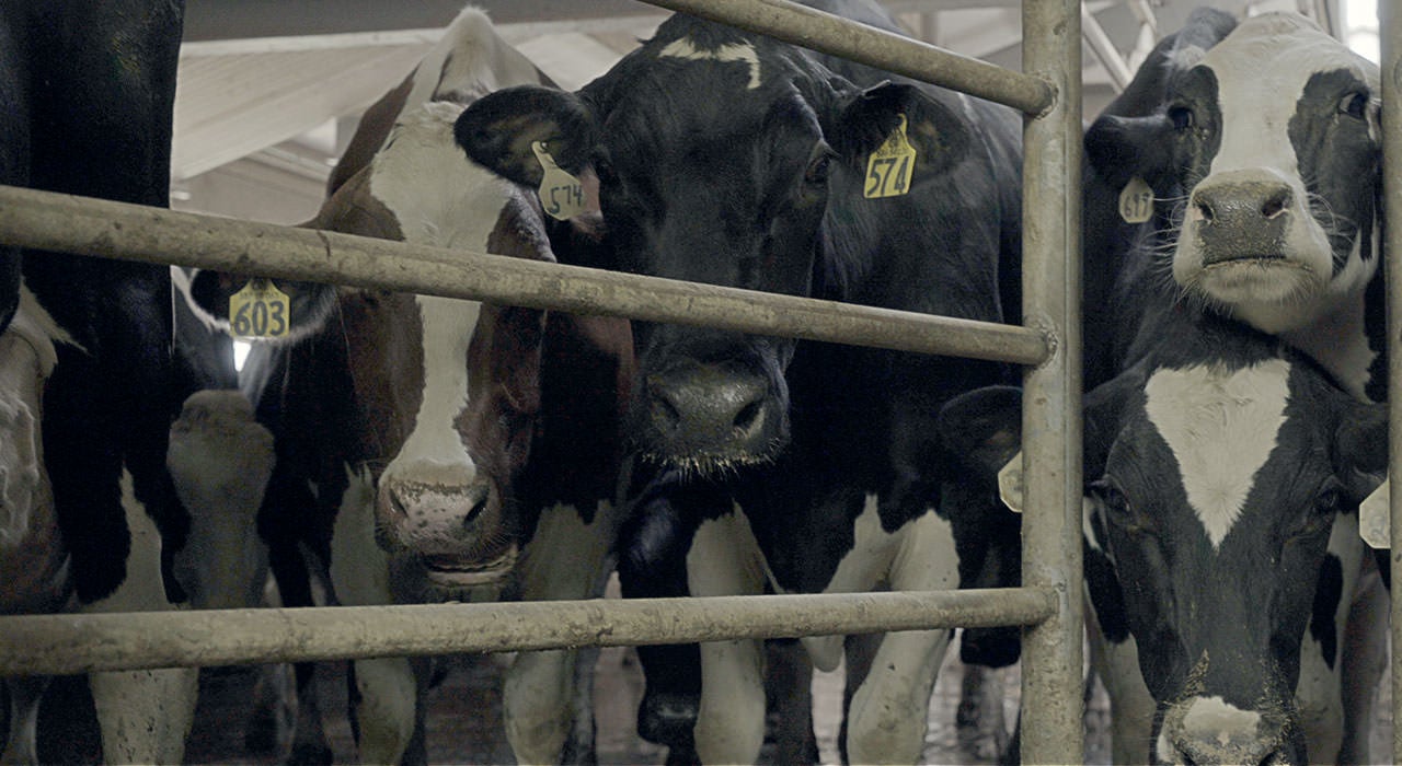 Mathes Dairy Farm cows are ready for milking.