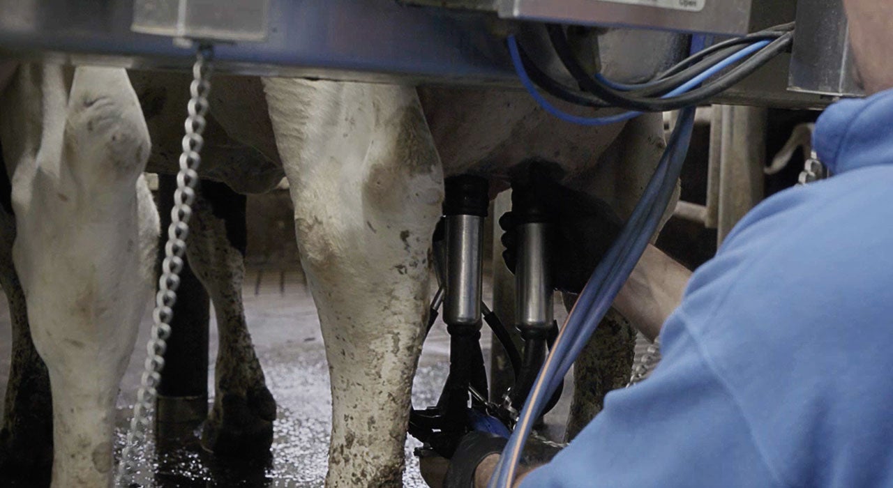 Mathes Dairy Farm milk collection.