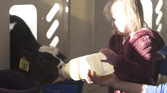 Inset image: daughter feeding calf