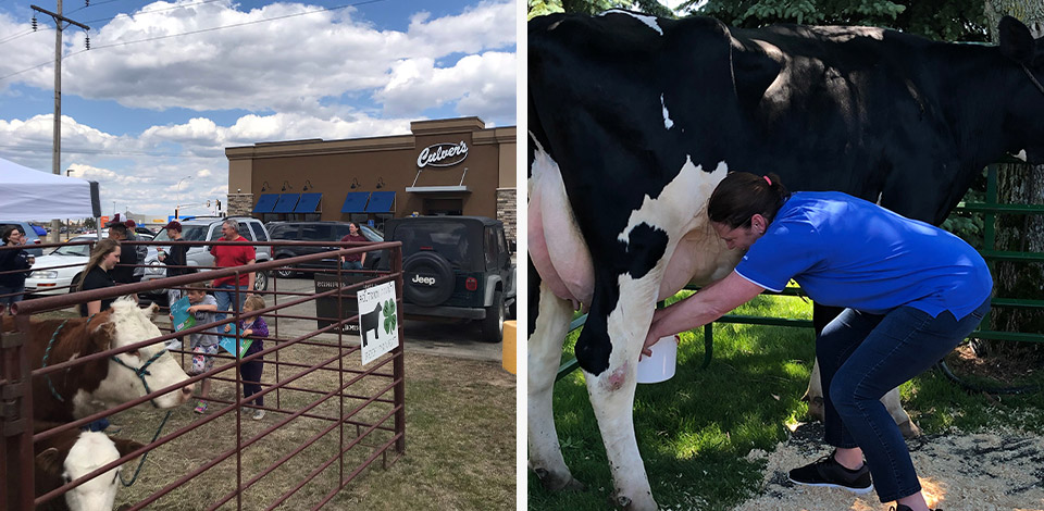 Cows in a pen at a Culver’s restaurant and a woman milking a cow