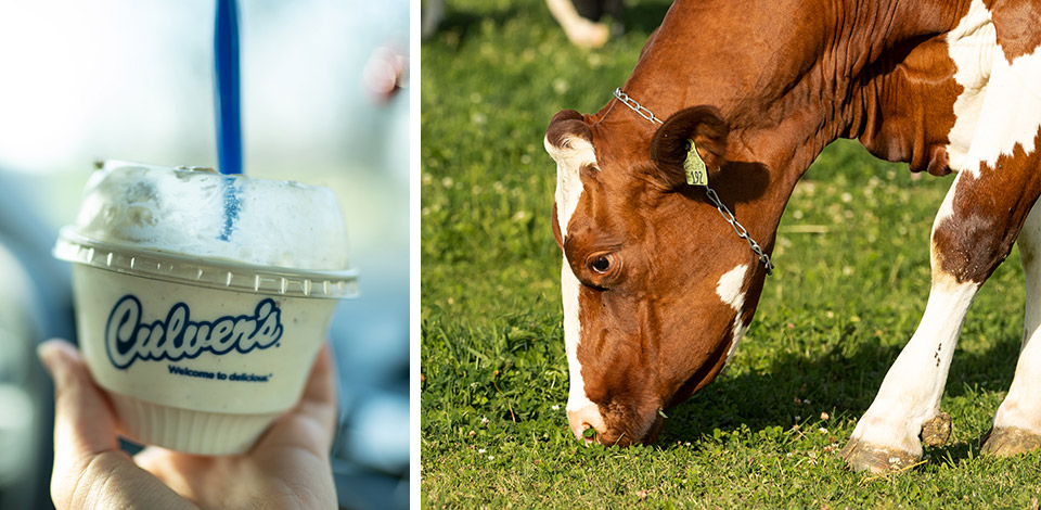 Collage image of cow and dish of Fresh Frozen Custard