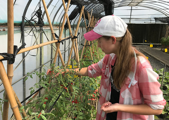 Hailey tends to tomato plants in a greenhouse.