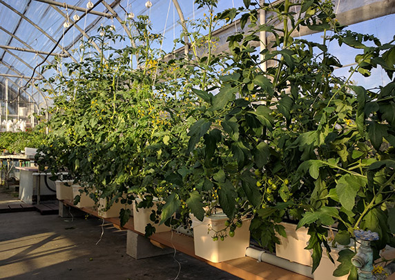 A row of tall tomato plants grows in a greenhouse.
