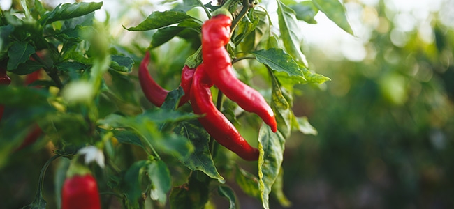 Red peppers on a branch