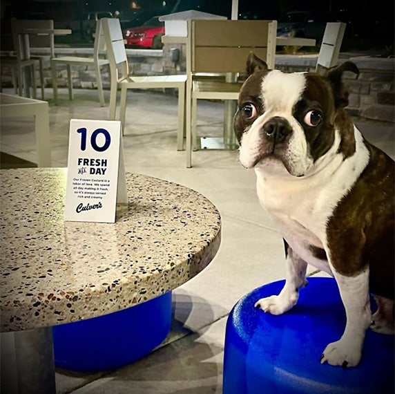 A dog on Culver’s patio waits patiently for his order to arrive.