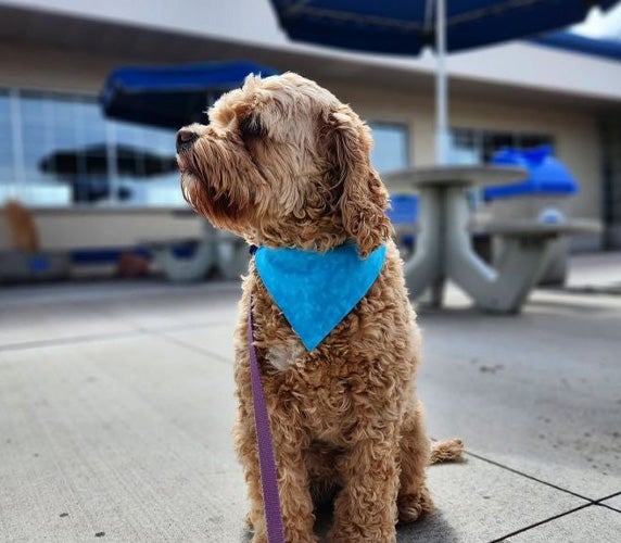 A dog poses for a photo on a Culver’s patio.