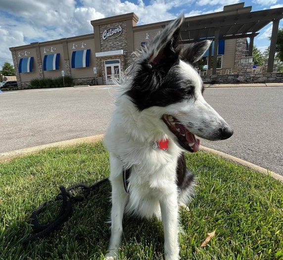 A dog poses on a patch of grass in front of a restaurant.