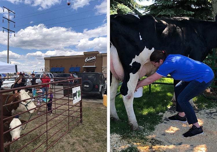 Link to story: Restaurants celebrate National Beef and Dairy Months. Cows in a pen at a Culver’s restaurant and a woman milking a cow