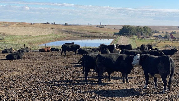 Cows roaming the farm